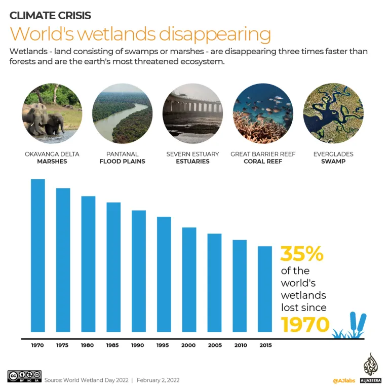 Graph depicting global forest loss